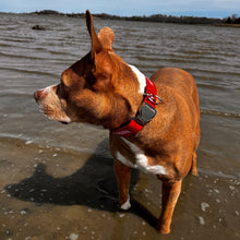 Load image into Gallery viewer, Harpoon CycleDog Dog Collar