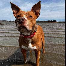 Load image into Gallery viewer, Harpoon CycleDog Dog Collar